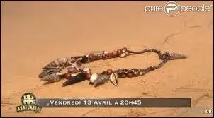 Dans quelle partie de l'aventure faut-il chercher le collier dans les 2 camps ?