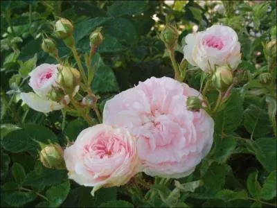  Regarde, Jojo nous a apport des roses. - Mais de quelle couleur sont ces roses-l ? - Roses, un peu comme les cuisses de nymphes mues.  Le mot  Roses  est successivement :