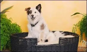 Qu'est-ce qui rend Stan diffrent des autres chiens ?