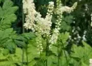 Quiz Des plantes qui nous font du bien