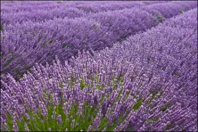 Elle est parfaite pour combattre l'anxi�t�, le stress et l'insomnie. Quel est son nom ?