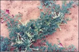 Quel est le nom de ce grand anti-inflammatoire ?