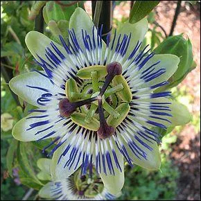 Cette plante est s�dative, anxiolytique, anticonvulsivante et analg�sique. Quel est son nom ?