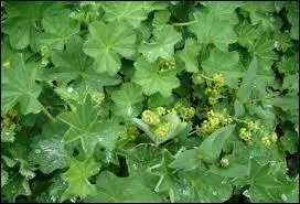 Cette plante typiquement f�minine s'utilise traditionnellement pour soulager les troubles gyn�cologiques. Quel est le nom de cette plante ?