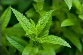 Traite les infections des voies respiratoires et gastro-intestinales, l'ecz�ma, et l'insuffisance biliaire et pancr�atique. Quel est le nom de cette plante ?