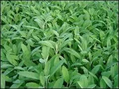 Une infusion de cette plante permettra de faire passer un repas trop copieux. Quel est son nom ?