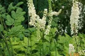Quiz Plantes