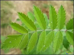 A quel arbre appartient cette feuille ?