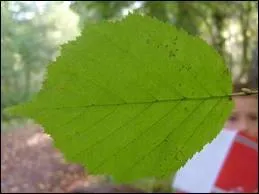 A quel arbre appartient cette feuille ?