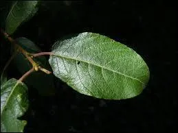 A quel arbre appartient cette feuille ?