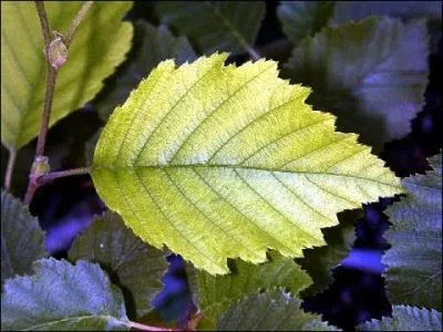 A quel arbre appartient cette feuille ?