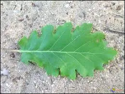 A quel arbre appartient cette feuille ?