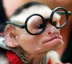 Quiz Animaux
