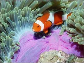 Quel est le nom de ce poisson ?