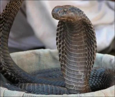 Ce serpent est-il venimeux ?