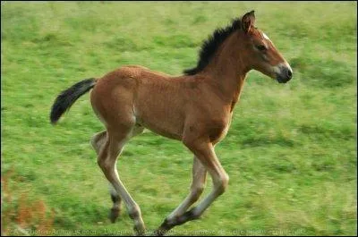 Cet animal peut-il marcher d�s sa naissance ?