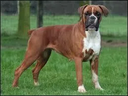 Cette race de chien vous donne le nom d'un modle que l'on retrouve chez ...