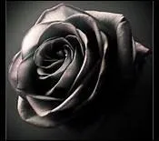 De quelle couleur est cette rose ?