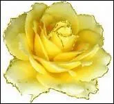 De quelle couleur est cette magnifique rose ?