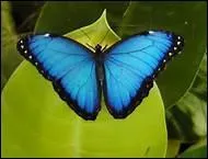 De quelle couleur est ce papillon ?