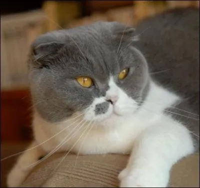 Cette race de chats originaires d'cosse, se caractrise par des oreilles replies vers l'avant...