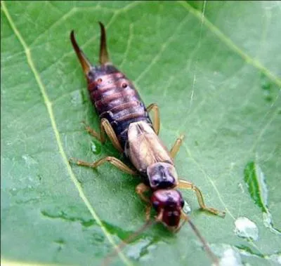 Auxiliaire du jardinier, car il est un grand dvoreur de pucerons, le perce-oreilles est un insecte que l'on appelle aussi