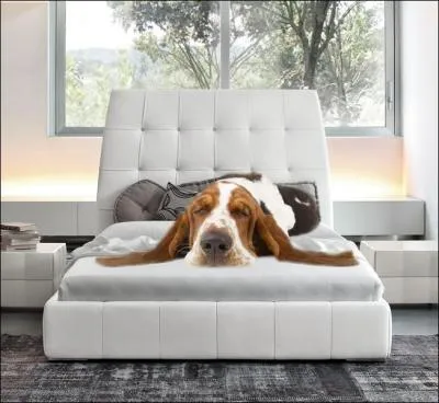 Auteur et interprte de  Je dors sur mes deux oreilles  , ce chanteur a mis en lumire le style musical slam et popularis le genre en France...