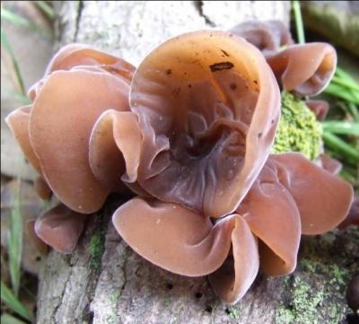 Ce champignon comestible utilis cru et en salade (pour donner de la couleur) pousse sur les troncs d'arbres feuillus. En raison de sa forme, il est appel communment...
