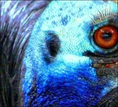 L'oreille de l'oiseau est cache sous son plumage et ne possde pas de pavillon externe. Cette photo reprsente l'oreille de quelle espce ?