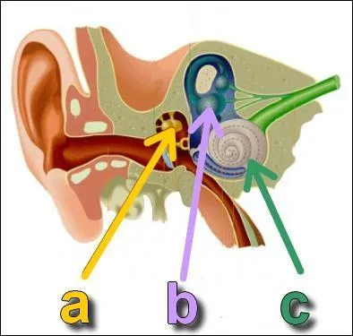 Petite question d'anatomie. O se situe la cochle dans l'oreille interne ?