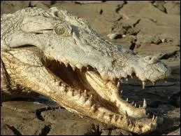 Sur quelle partie du continent amricain trouve-t-on des camans ?