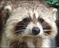 Dans quel milieu naturel vie le raton laveur ?