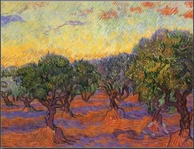 Oliviers, ciel orange.