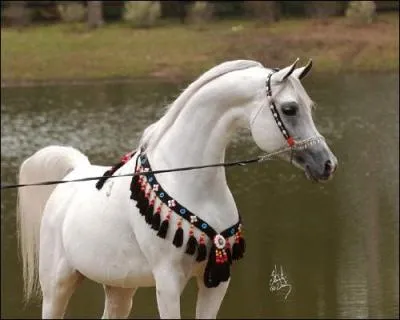 De quelle race est ce cheval ?