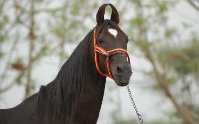Ce cheval est un...