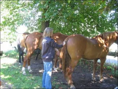 Vrai ou faux : il ne faut JAMAIS aborder un cheval par l'arrière