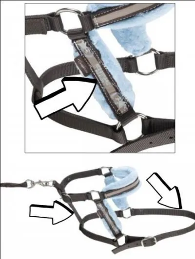 Quelles parties du licol sont indiquées sur cette image ?