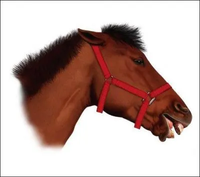 Ton cheval a les oreilles en arrière, les naseaux dilatés, il montre les dents... Mince, qu'est-ce qu'il a ?