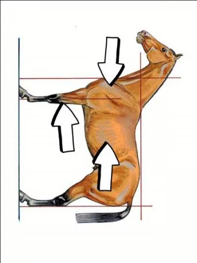 Quelles parties du corps sont-elles indiquées ici ?