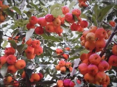 Et pour terminer, ces petits fruits, ancêtres de nombreuses variétés, dont une expression précise qu'elles peuvent vous emmener au pays des songes !