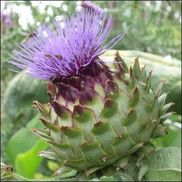 Cette plante est à l'origine d'un légume dont Coluche disait : C'est un vrai plat de pauvres, t'en a plus dans ton assiette quand t'as fini de manger que quand t'as commencé !
