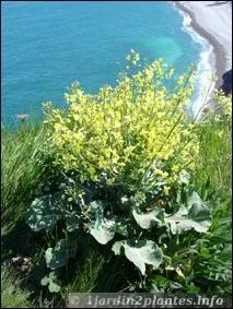 Cette plante est à l'origine de nombreuses variétés, et si vous ne trouvez pas son nom, une expression vous précise que vous êtes dedans !