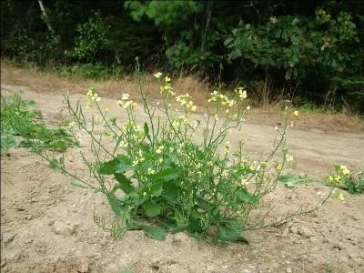 Sauvage, cette plante est appelée ravenelle, cultivée, vous la retrouverez sur Quiz.biz affublée d'un z !