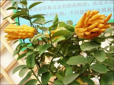 Il s'agit à présent d'un fruit, à vous de le trouver, vous avez la main !