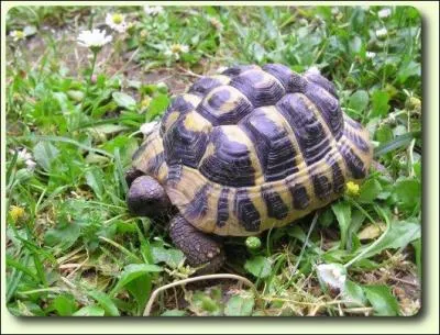 Peut-on faire un trou dans la carapace de la tortue pour l'attacher ?