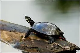 Quelle est la taille d'une tortue aquatique nord-amricaine  l'ge adulte ?