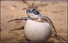 Est-ce que les mamans tortues abandonnent leurs ufs aprs la ponte ?