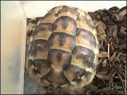 Quand on fait tomber une tortue et que la coquille se casse...