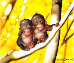 Quiz Animaux
