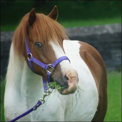 Sur cette photo, quelle est sa race ?